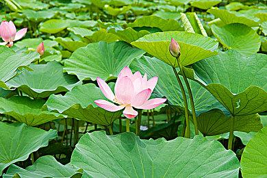 《国足勇夺世界杯》Steam页面 发售日期待定